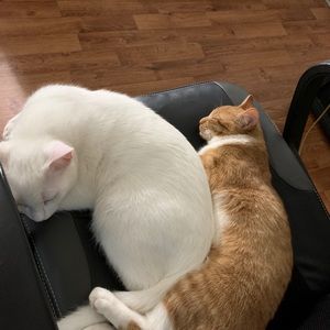 Meet your Posher, Emma